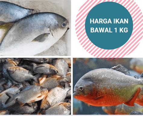 Harga Ikan Bawal Laut Per Kg Terbaru di Pasaran Indonesia